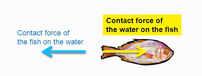 Propulsion of Fish
