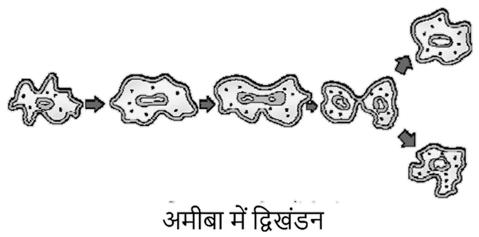 नोट्स, पाठ - 8 जीव जनन कैसे करते हैं? (कक्षा दसंवी) - Class 10