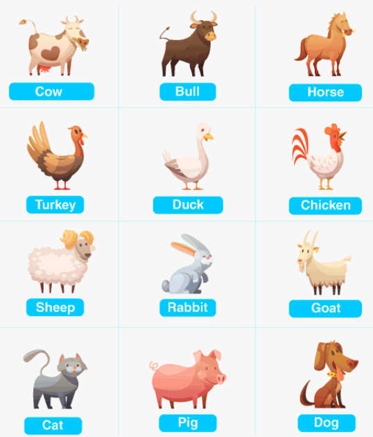 Animals- Food and Shelter Class 1 Notes EVS