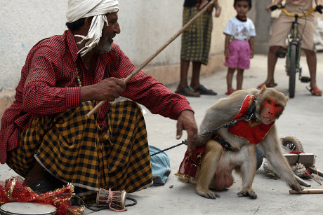 Monkeys performing trick
