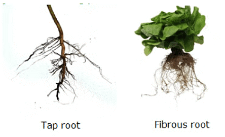 Getting to Know Plants Class 6 Worksheet Science Chapter 4