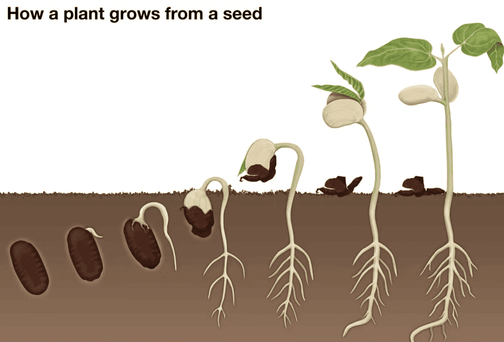 Groeth from seed to plant