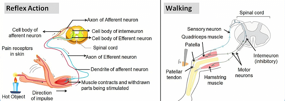 NCERT Solutions for Class 10 Science Chapter 6 - Control and Coordination
