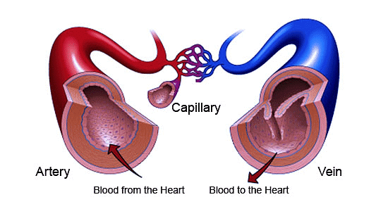 Blood Vessels