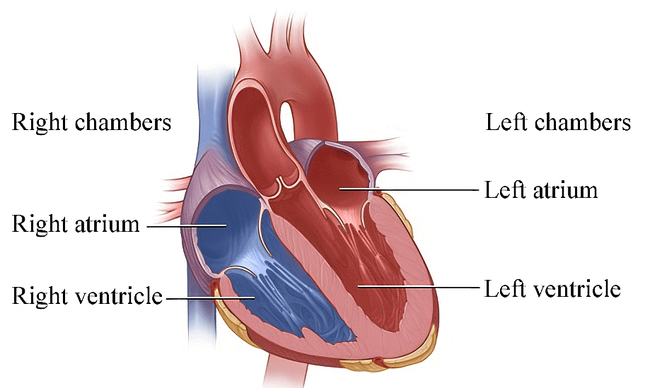 Four Chambers of Heart