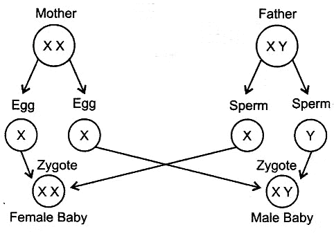 Heredity and Evolution Class 10 Notes Science Chapter 8