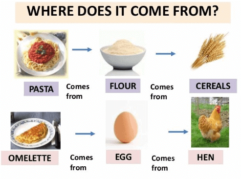 Food - Where does it Come from? Class 6 Notes Science