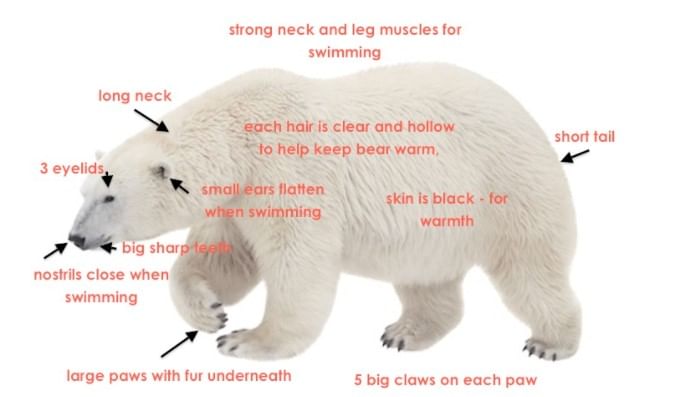 Adaptation Features of Polar Bear