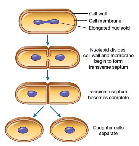 How do Organisms Reproduce Class 10 Notes Science Chapter 7