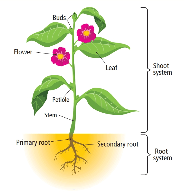 Parts of a Plant Class 3 Notes Science