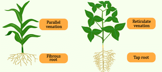Venation and Roots