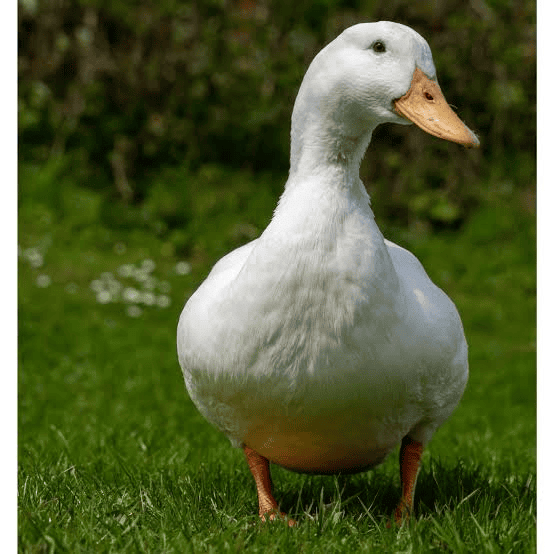 बतख