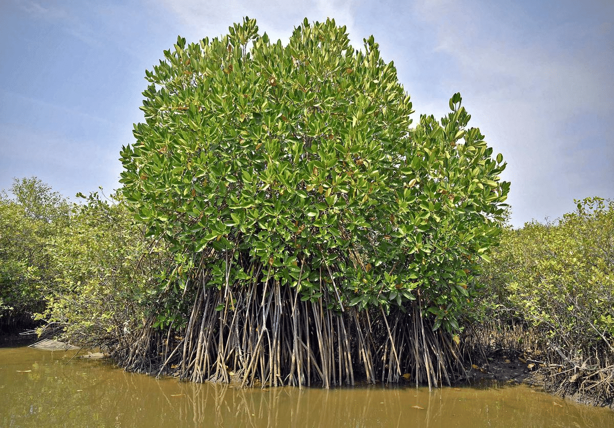 Mangroves