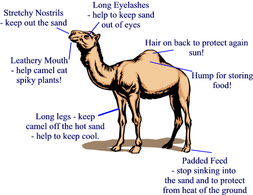 Camels can survive easily in the deserts but they can not survive in cold regions.