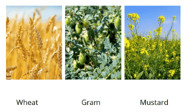 Crop Production and Management Class 8 Notes Science Chapter 1