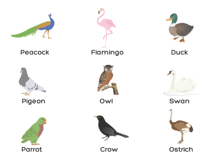 Animals- Food and Shelter Class 1 Notes EVS