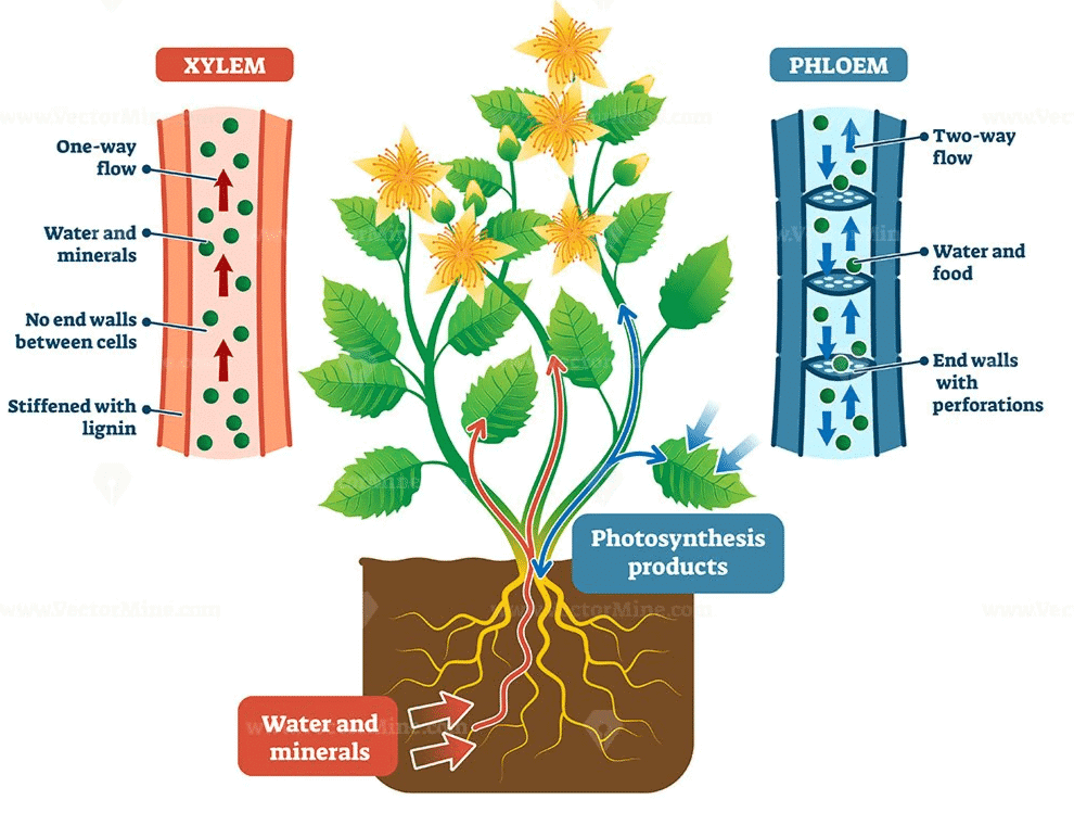 Xylem and Phloem