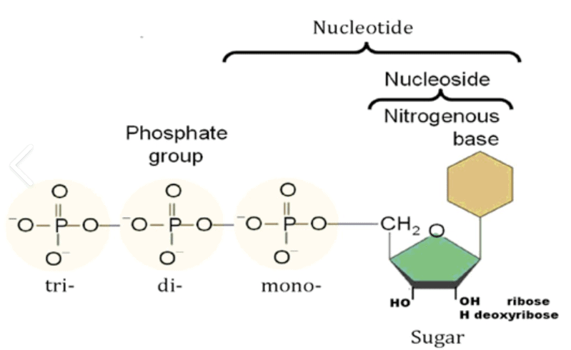 Nucleic Acids -Bio-Molecules | Organic Chemistry