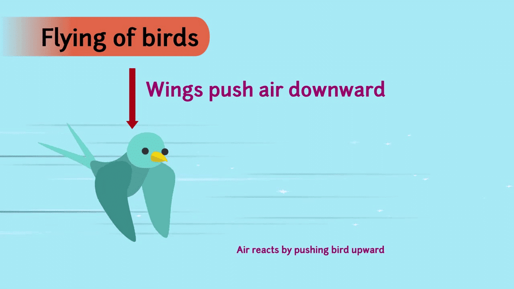 Flight of the Bird