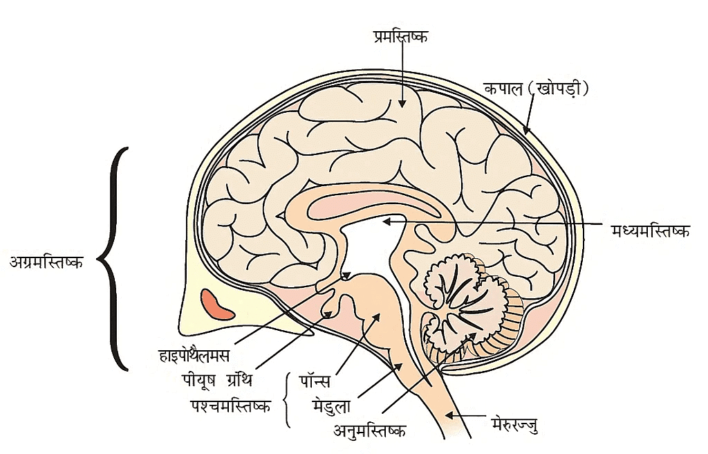 नोट्स, पाठ - 7 नियंत्रण एवं समन्वय (कक्षा दसंवी) - Class 10