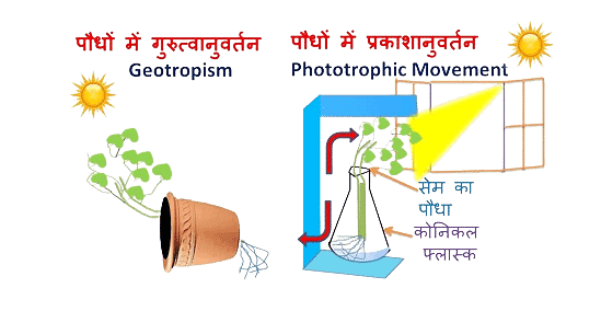 नोट्स, पाठ - 7 नियंत्रण एवं समन्वय (कक्षा दसंवी) - Class 10