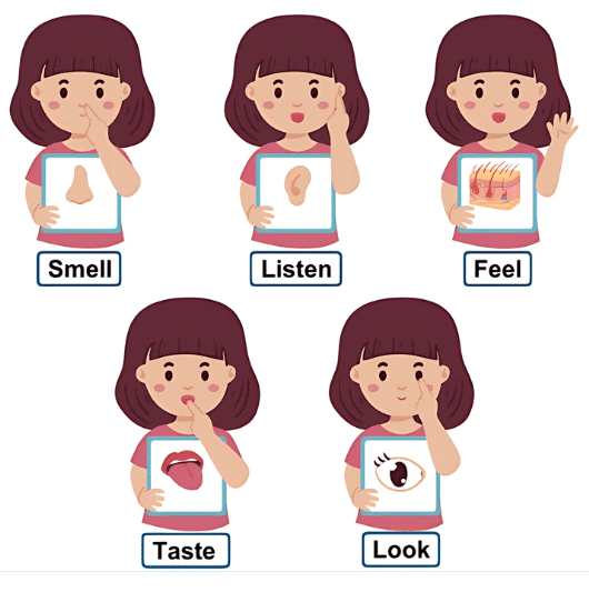 Our Body Chapter Notes | EVS for Class 2