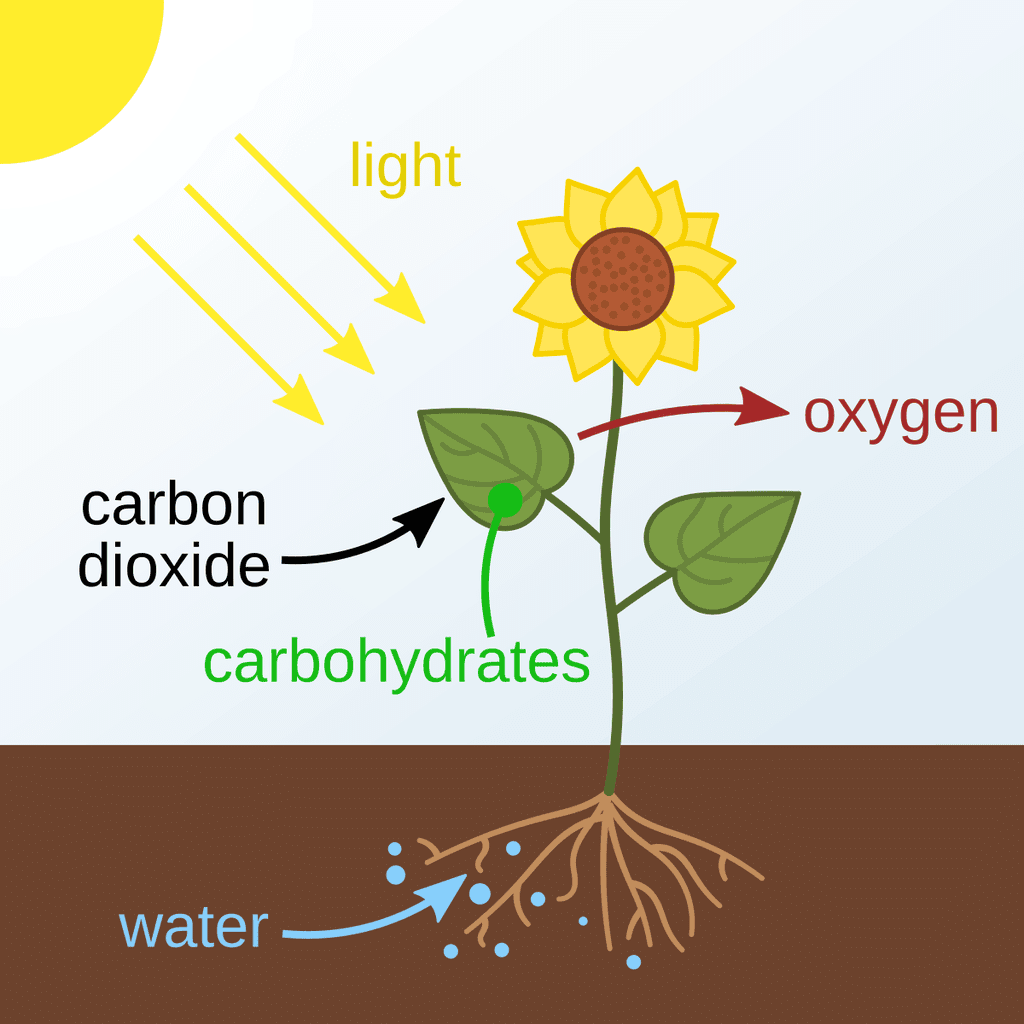 Nutrition in Plants Class 7 Worksheet Science Chapter 1