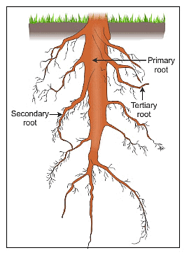 Tap Root