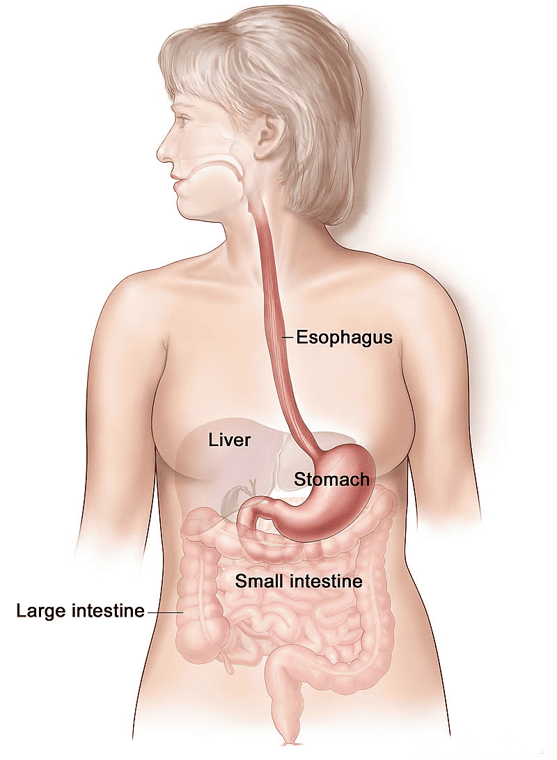 Digestion in Humans