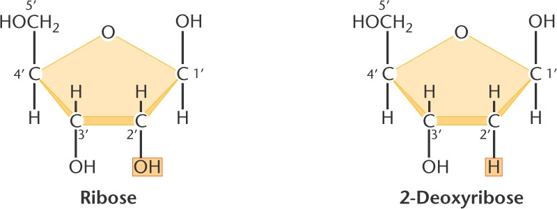 Nucleic Acids -Bio-Molecules | Organic Chemistry