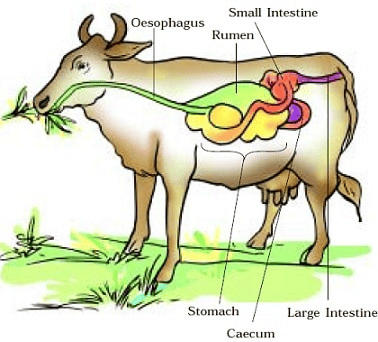NCERT Solutions for Class 7 Science - Nutrition in Animals