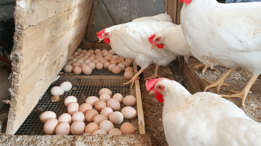 Hen for Eggs