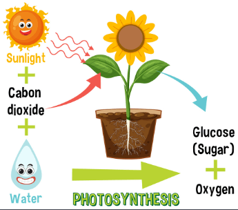 Photosynthesis