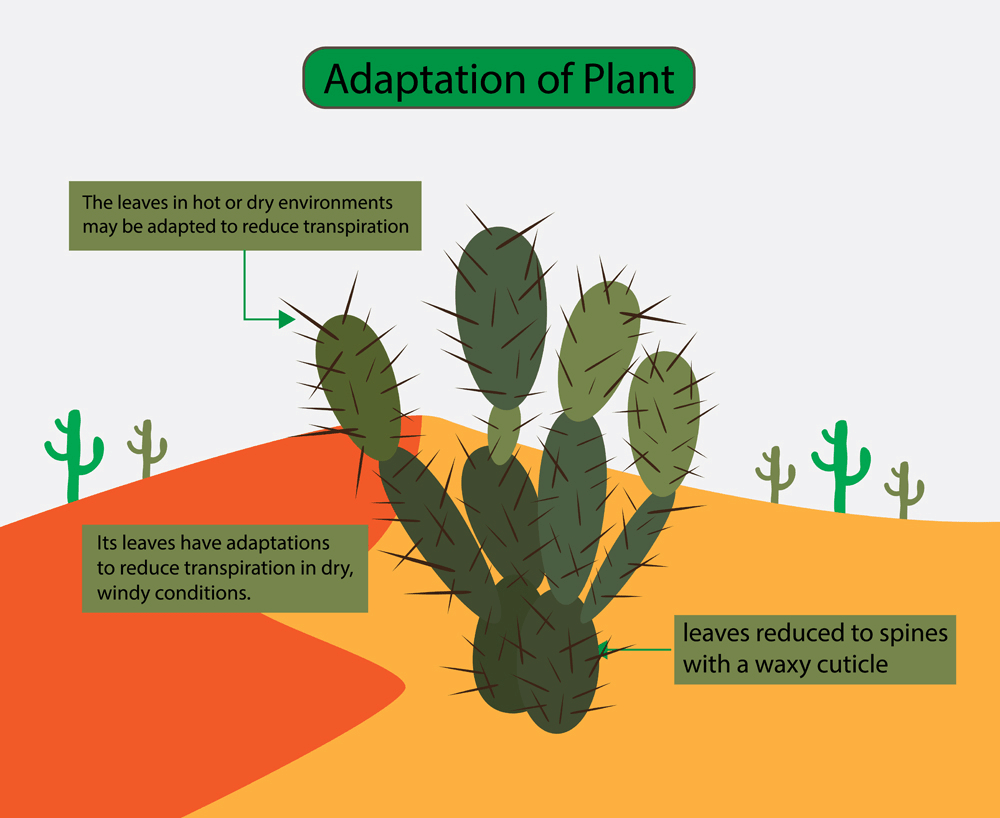 Adaptations in Plants Class 4 Notes Science