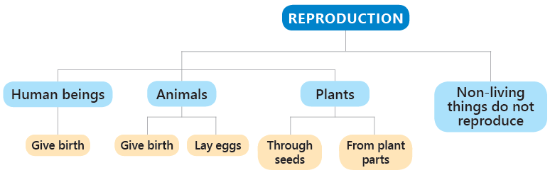 Living and Non-Living Things Class 3 Notes Science