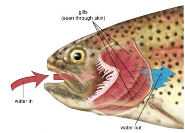 Fish have gills for breathing in water.