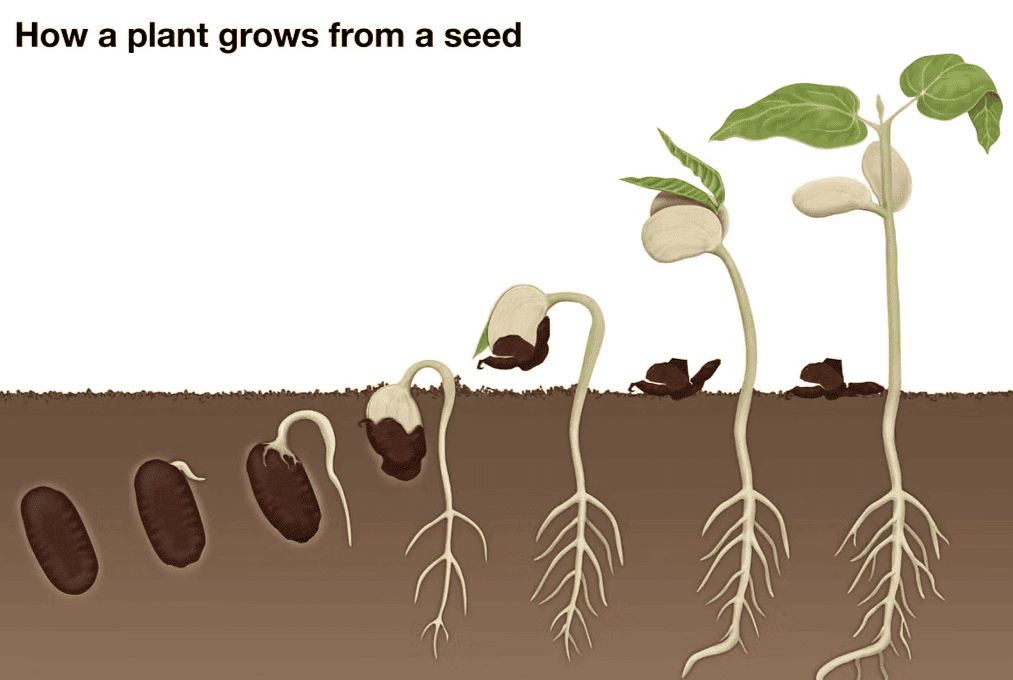 Seeds and Seeds - 2 Class 5 Worksheet EVS Chapter 5