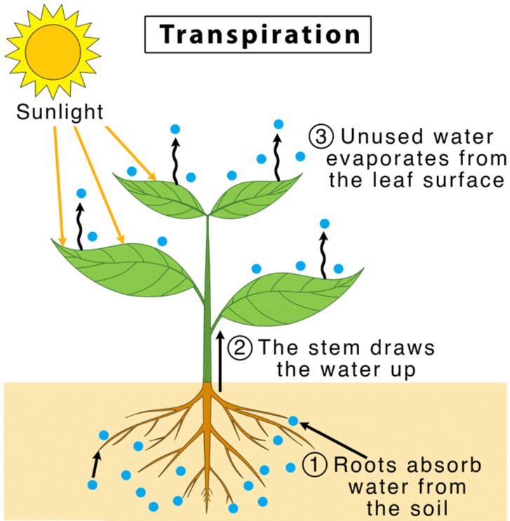 Class 10 Science Chapter 5 Practice Question Answers - Life Processes