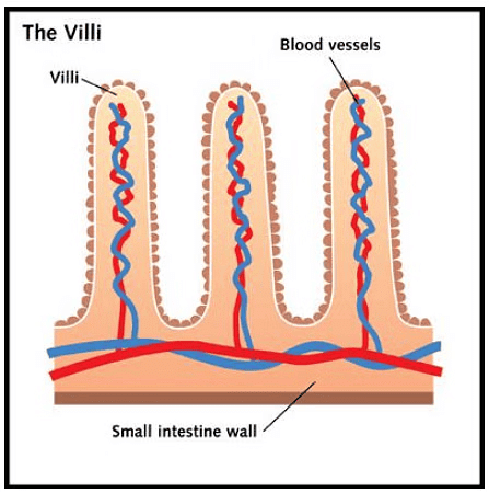 Villi