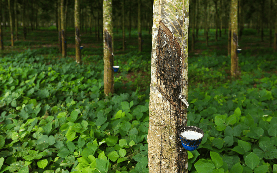 Rubber from trees