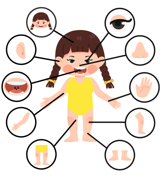 Sense Organs - 2 Class 1 Worksheet EVS