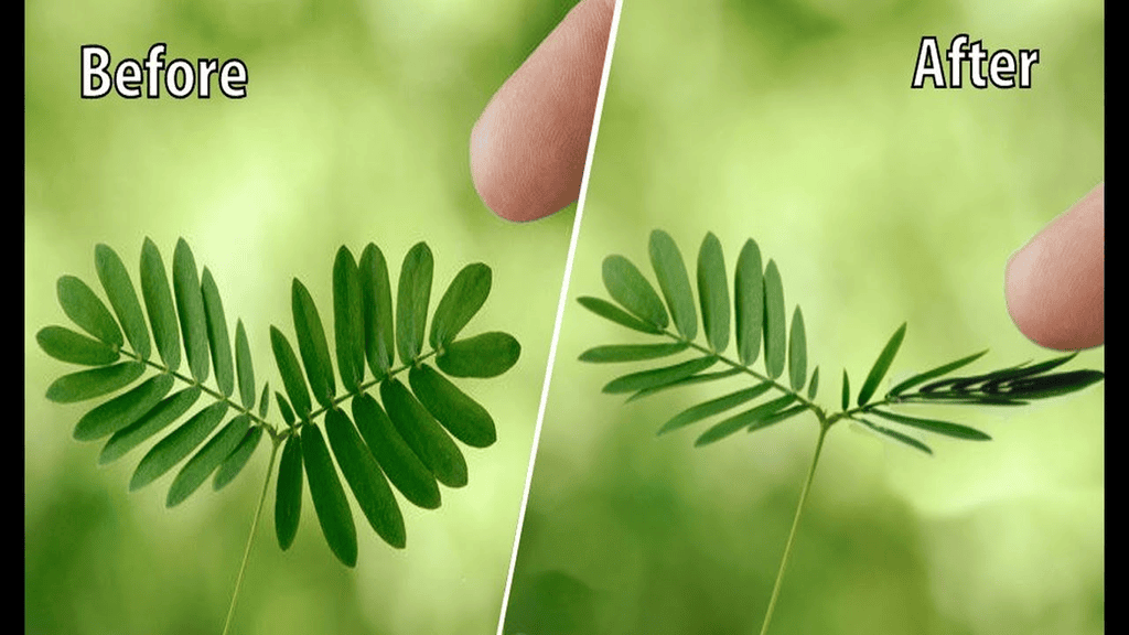 Touch me not plant
