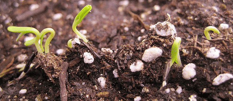 Seeds and Seeds - 2 Class 5 Worksheet EVS Chapter 5