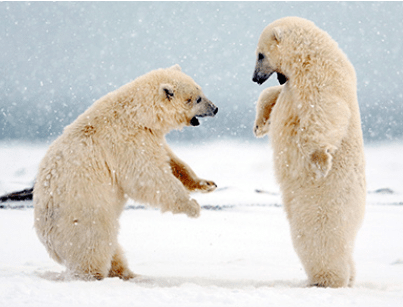 Polar Bear`s habitat is on top of the ice that covers Arctic seas 