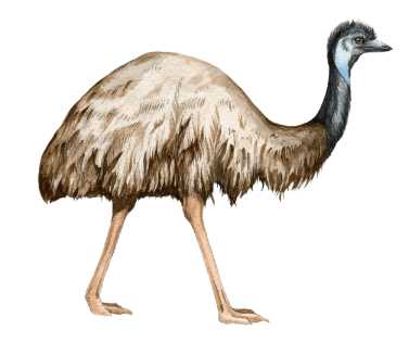 Birds are Animals too | EVS for Class 1