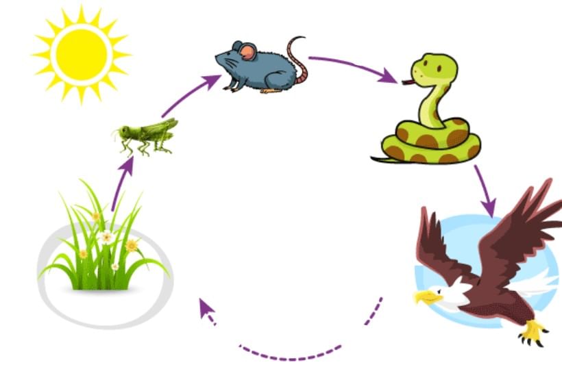 How Do Plants Make Their Food Class 4 Notes Science