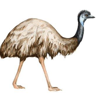 Worksheet: Animals are Birds too | EVS for Class 1