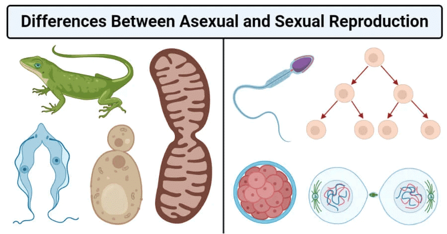 Class 10 Science Chapter 7 Practice Question Answers - How Do Organisms Reproduce