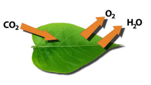 How Do Plants Make Their Food Class 4 Notes Science