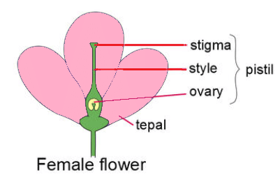 Pistil